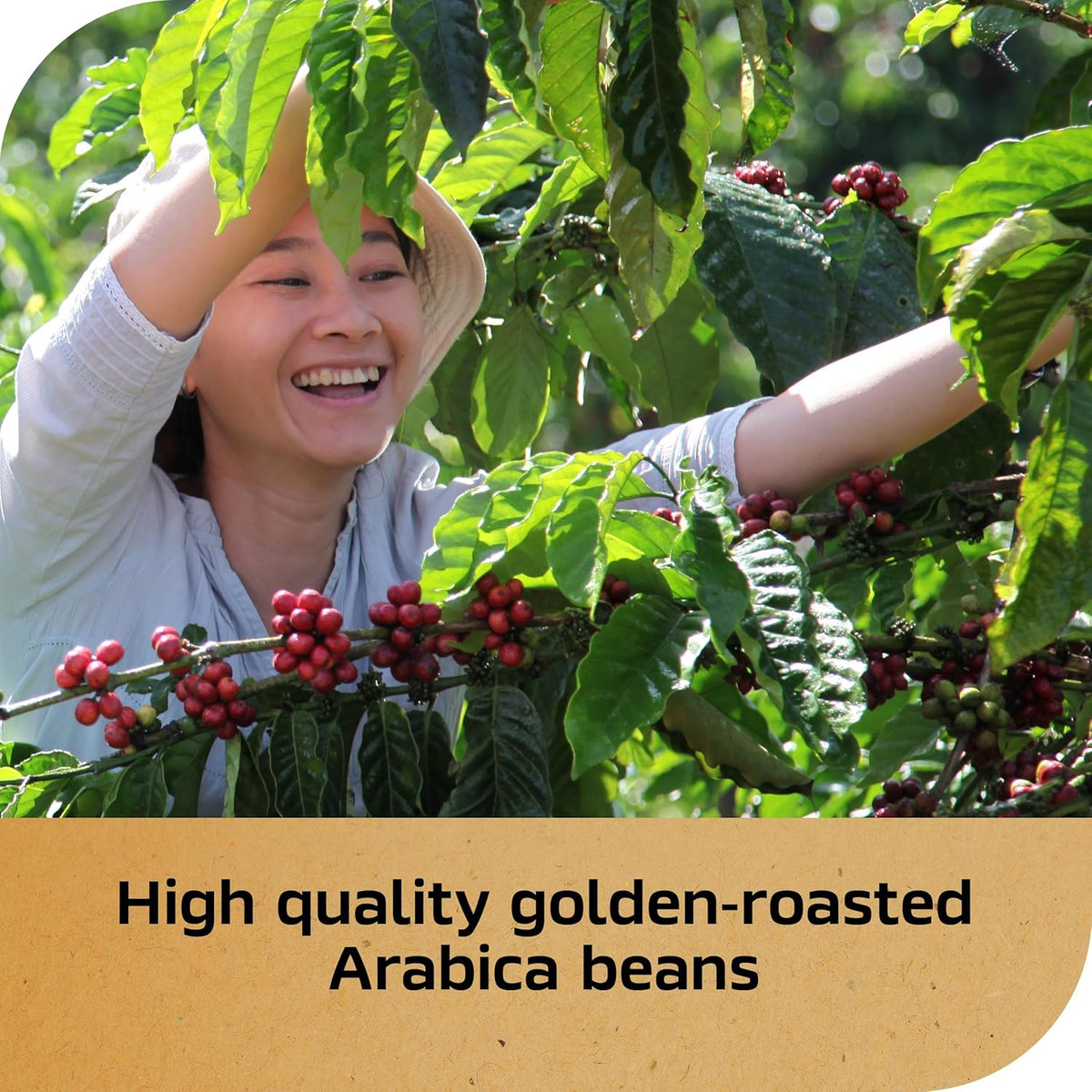 NESCAF?Gold Espresso Blonde, Instant Coffee, 3.5 oz